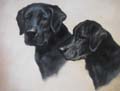 Animal Oil Painting